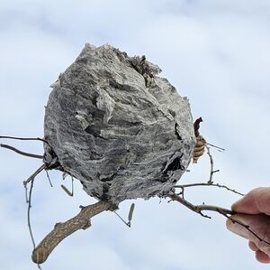 Bald Faced Hornet Paper Wasp Bee Nest Partial Nature Decoration Science 4"x4"